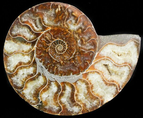 Agatized Ammonite Fossil (Half) #45521